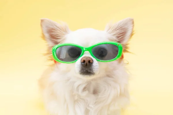 Sarı pankart. Sarı arka planda mavi şapkalı, güneş gözlüklü bir Chihuahua köpeğinin portresi. Eğlence ve seyahat kavramı..