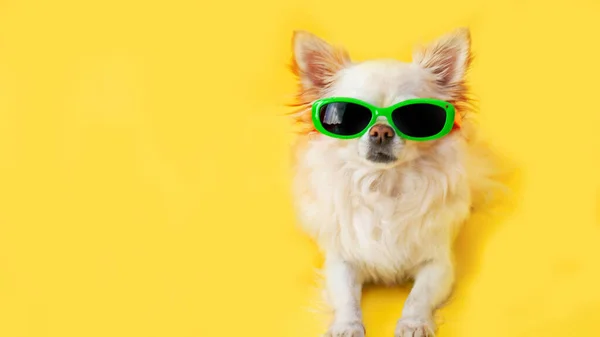 Bandera Amarilla Retrato Perro Chihuahua Sobre Fondo Amarillo Sombrero Azul —  Fotos de Stock