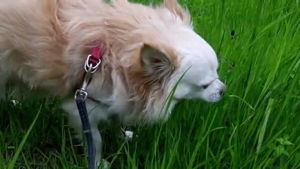 Hund kaut an Leckerli im Gras — Stockvideo