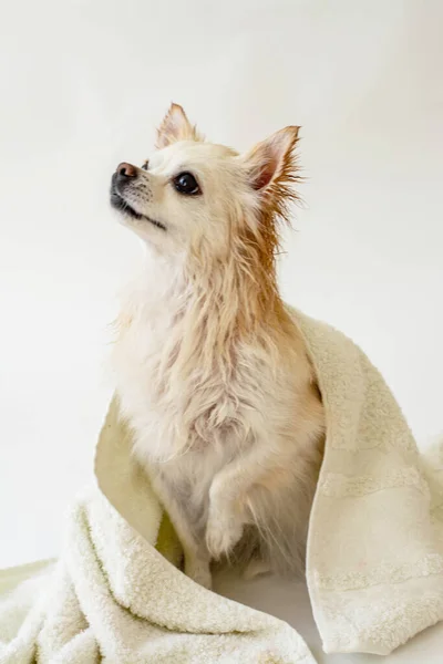 Chihuahua Molhado Bonito Depois Que Banho Senta Embrulhado Uma Toalha — Fotografia de Stock