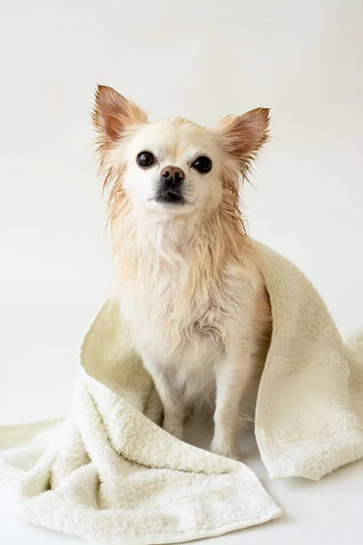 Lindo Chihuahua Mojado Después Baño Sienta Envuelto Una Toalla Aislado —  Fotos de Stock