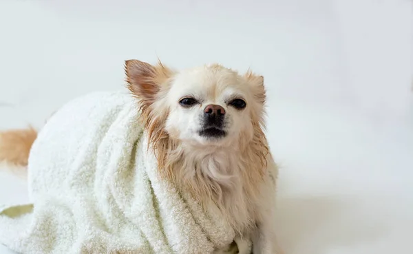 Roztomilé Mokré Chihuahua Koupeli Sedí Zabalené Ručníku Izolované Bílém Pozadí — Stock fotografie