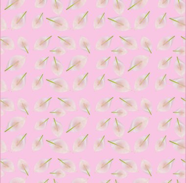 Kartpostal tasarımının modeli, şablon. Spatthiphyllum çiçekleriyle süslenmiş güzel, pembe çalışma alanı, üst manzara. Düz kaşık, sınır. Kartpostal tasarımının bir kopyası.