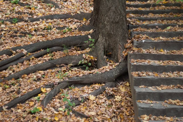 Корни Деревьев Лестницы Осенью — стоковое фото