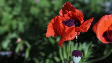 Büyük kırmızı çiçeklerin ve haşhaş kafanın üzerine çiy damlaları düşer. Panorama soldan sağa, yakın plan.