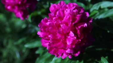 Bir karınca yeşil yapraklı pembe şakayık çiçeğinin üzerinde sürünür. Yakın plan.