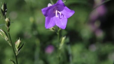 Mavi çiçek Campanula çanı rüzgarda savruluyor. Tepeden tırnağa panorama. Yakın plan.
