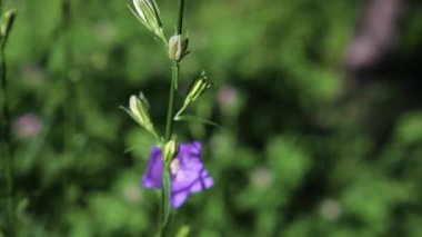 Mavi Campanula çan çiçekleri ve rüzgarda sallanan çiy damlalarıyla yeşil bir sapta beyaz tomurcuklar. Yakın plan.
