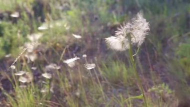 Büyük beyaz karahindiba Tragopogon pratensis rüzgarda savrulur ve birçok beyaz taç yaprağı - tohumlar - ondan uçar. Yakın plan.