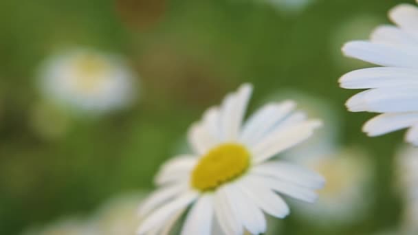 Chamomile Flower Blurred Background Other Chamomiles Panorama Left Right Close — Stock Video