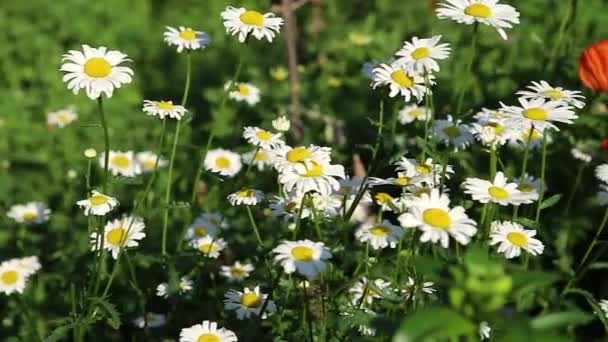 風に揺れるカモミールの大きな茂み 2つの赤いケシが背景に咲き 緑の草がたくさんあります 左から右へのパノラマ — ストック動画