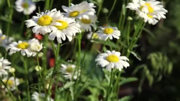 風に揺れるカモミールの大きな茂み 背景にいくつかの赤いケシと多くの緑の草 — ストック動画