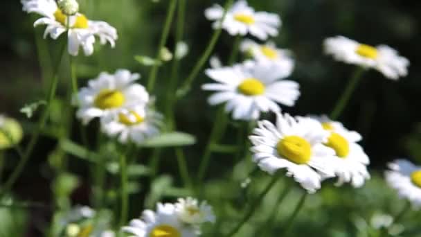 風に揺れる水の滴とデイジーの茂み 背景には カモミールと緑の葉のぼやけた背景 — ストック動画