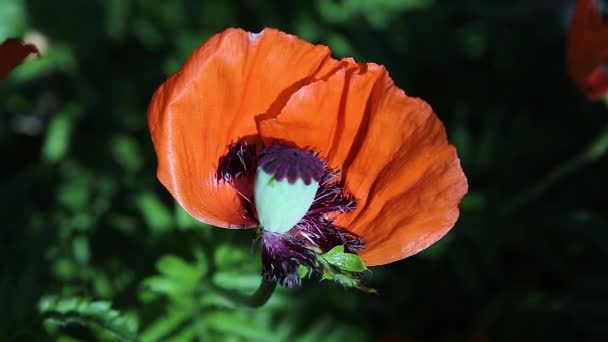 Two Bees Fly Red Poppy Flower Head Crawl Fly Away — Stock Video