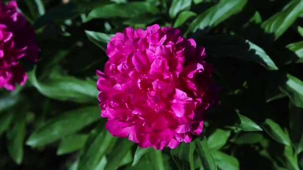 Квітка Рожевого Півонії Зеленим Листям Гойдається Вітрі Крупним Планом — стокове відео
