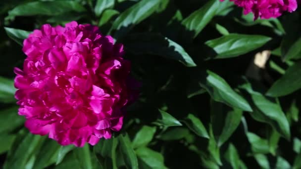 Λουλούδι Της Ροζ Παιώνιας Πράσινα Φύλλα Ταλαντεύεται Στον Άνεμο Πανόραμα — Αρχείο Βίντεο