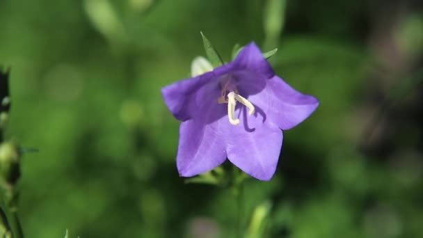 Die Glocke Der Blauen Blume Campanula Wiegt Sich Wind Nahaufnahme — Stockvideo