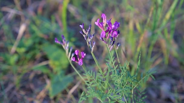 Flor Púrpura Del Astrágalo Arenosa Las Hormigas Arrastran Por Flor — Vídeo de stock