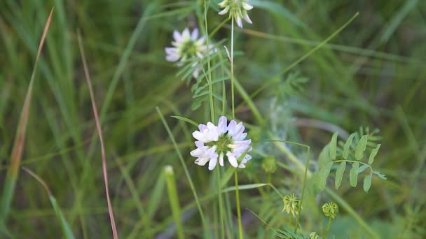 Witte Bloem Securigera Varia Schommelt Wind Close — Stockvideo