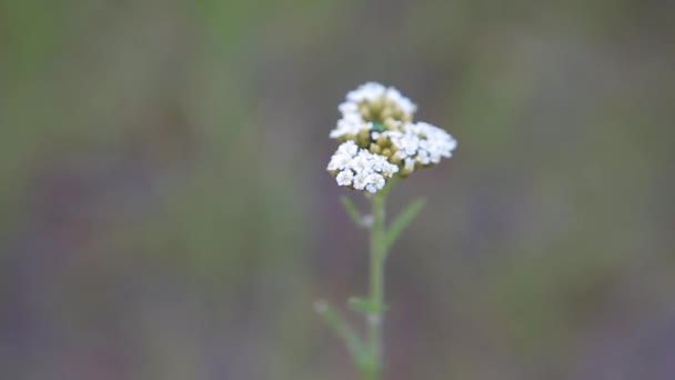 Die Weiße Blume Achillea Millefolium Wiegt Sich Wind Nahaufnahme — Stockvideo