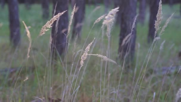 Ağaçların Arka Planına Karşı Ormandaki Calamagrostis Epigejos Arka Güneş Işığı — Stok video
