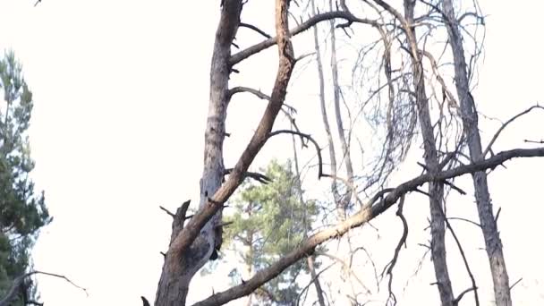 Velhas Curvas Secas Mortas Pinheiros Floresta Panorama — Vídeo de Stock