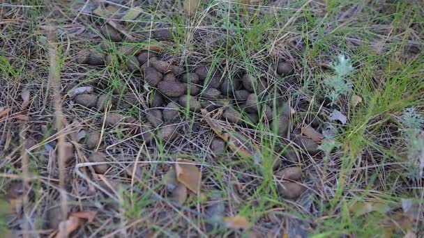 Kuru Geyik Gübresi Çimenlerde Yatıyor Yakın Plan — Stok video