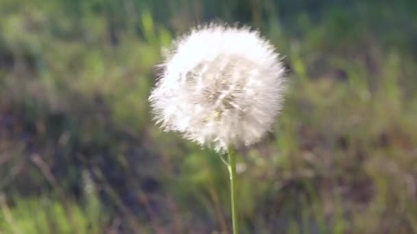 Великий Білий Tragopogon Pratensis Розгойдається Вітрі Підсумок — стокове відео