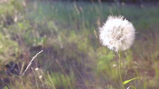 Big White Dandelion Tragopogon Pratensis Swings Wind Lot White Petals — Stock Video