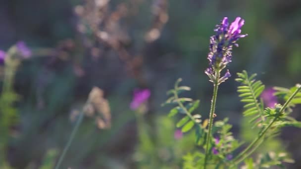 Flor Morada Astragalus Arenarius Panorama Primer Plano — Vídeo de stock