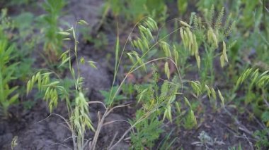 Peppermint Poa Trivialis çalıları rüzgarda savruluyor. Yakın plan.