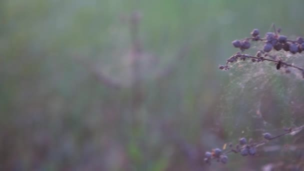 Gren Med Svarta Torra Bär Lyser Solen Och Spindelväven Skakar — Stockvideo