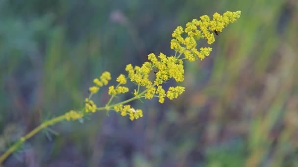 Flor Amarilla Galium Verum Con Insectos Balanceándose Viento Primer Plano — Vídeo de stock