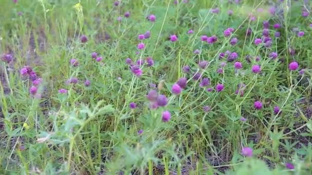 Flores Trébol Púrpura Crecen Claro Panorama — Vídeo de stock