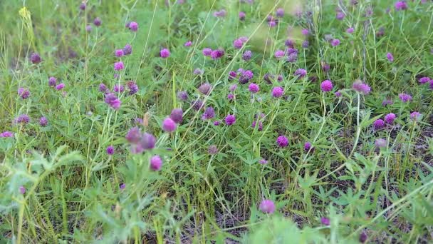 Flores Trébol Púrpura Crecen Claro — Vídeos de Stock