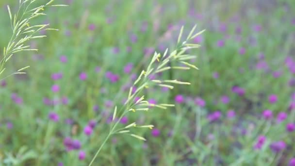 Pepparmynta Poa Trivialis Bakgrunden Lila Klöver Fokus Defocus Närbild — Stockvideo