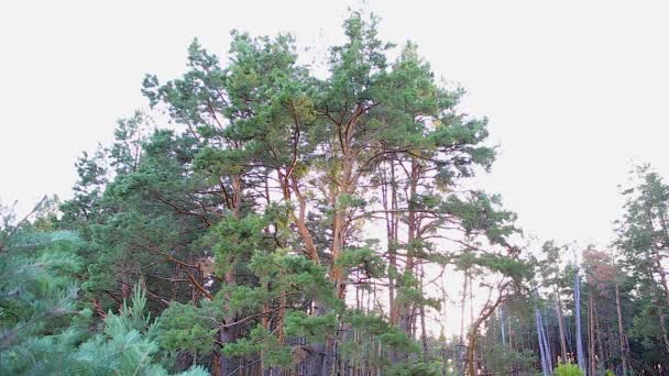 Grandes Curvas Pinheiros Oscilam Vento Borda Floresta Luz Sol Traseira — Vídeo de Stock