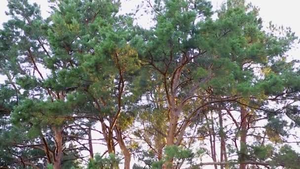 Grandes Curvas Pinheiros Oscilam Vento Borda Floresta Panorama Cima Para — Vídeo de Stock