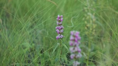 Mor çiçekler, yeşil çimen arka planında Lamium Purpureum. Hileli kaydırma