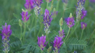 Astragalus 'un mor çiçeği kumludur. Yakın plan.