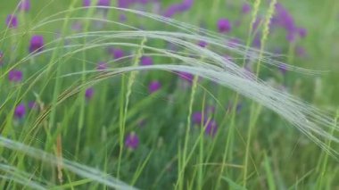 Kovyl Stipa, Astragalus 'un arka planına karşı. Odaklanma değişimi