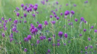 Astragalus 'un çiçekleri rüzgarda savruluyor. Odak değiştiriliyor