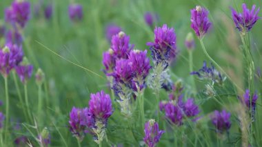 Astragalus 'un çiçekleri rüzgarda savruluyor. Yakın plan.