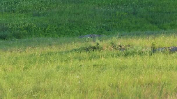 Marmot Staat Bij Gat Zwaait Verstopt Zich Dan Het Gat — Stockvideo