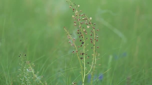 Suche Kwiaty Krowy Fioletowy Verbascum Feniceum Zbliżenie — Wideo stockowe