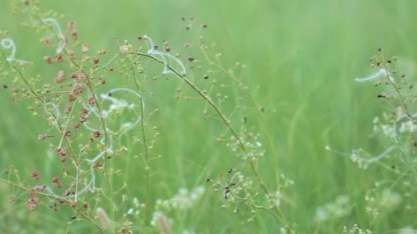 Сухі Квіти Корови Фіолетовий Verbascum Phoeniceum Погойдуються Вітрі Панорама Крупним — стокове відео