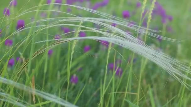 Kovyl Stipa Tegen Achtergrond Van Astragalus Zand Focus Verschuiving — Stockvideo