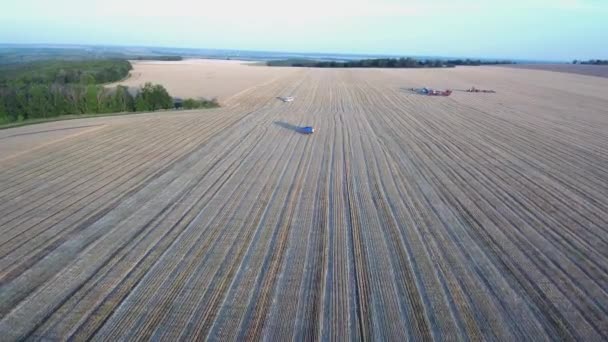 Вид Воздуха Поле Желтой Пшеницы Сельскохозяйственными Машинами Поле Едут Микроавтобус — стоковое видео