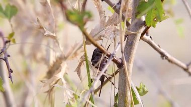 Çekirge Onconotus Servillei yeşil yapraklı bir dala oturur, göbeği hareket ettirir ve aşağı iner. Yakın plan.