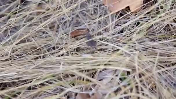 Підкоп Onconotus Servillei Повзає Стрибає Суху Траву Сухе Листя — стокове відео